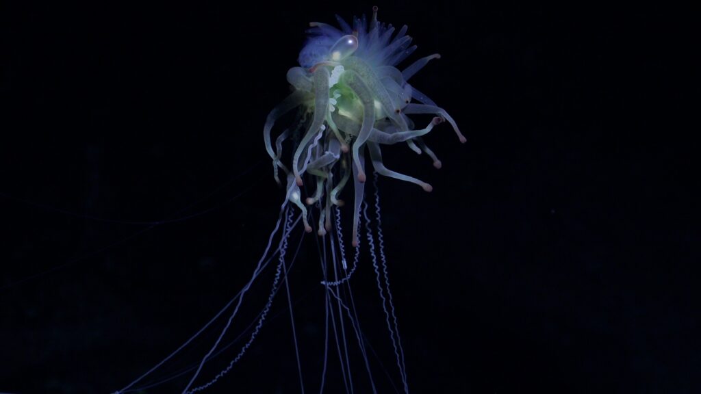 Sifonóforo del género Bathyphysa, expedición Dorsal Salas y Gómez cred_Schmidt Ocean Institute