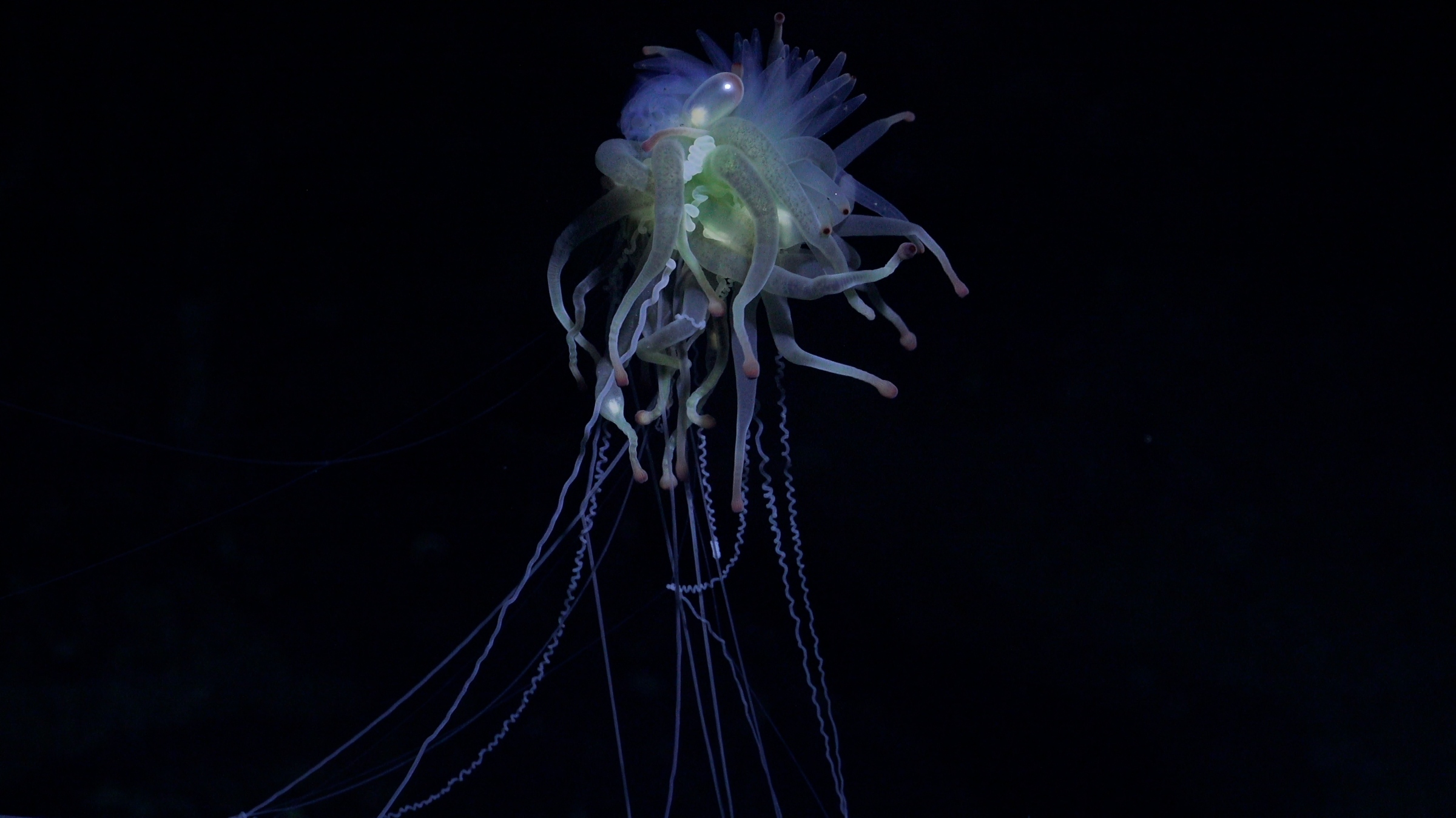 Se pudieron sumergir hasta 4.500 metros: Las increíbles expediciones que lograron descubrir al menos 150 nuevas especies en los montes submarinos del Pacífico Sudeste