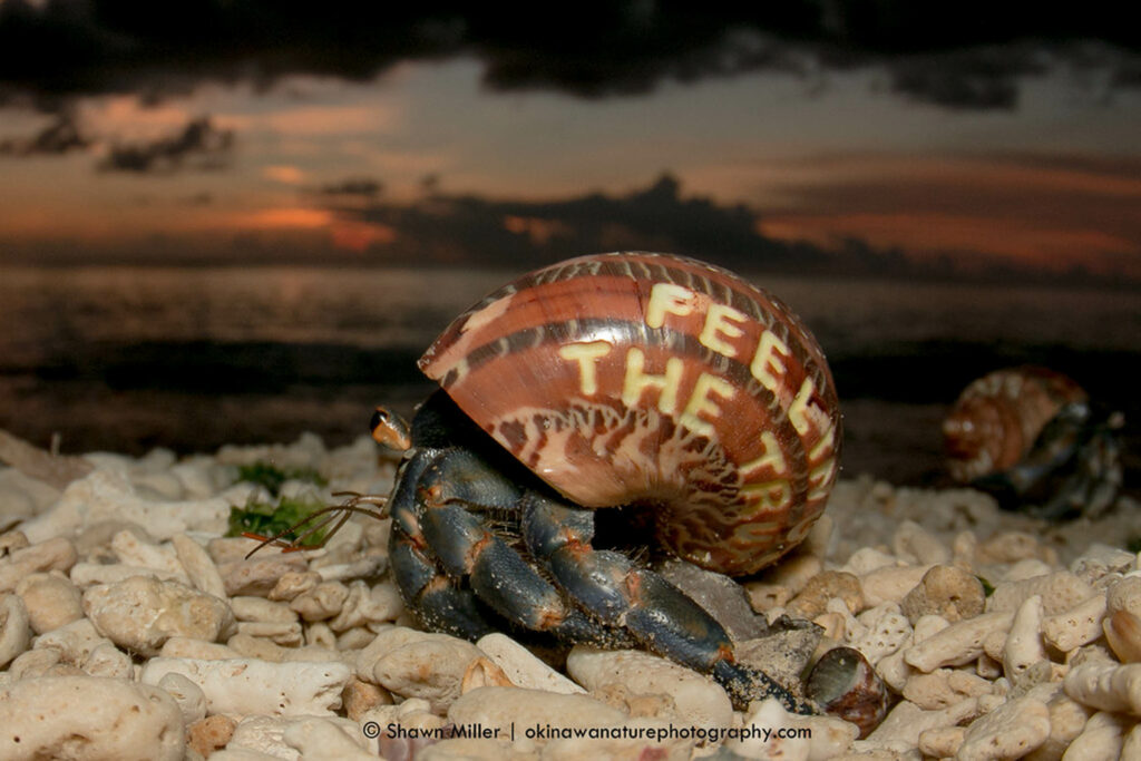 Cangrejos utilizando conchas talladas. Créditos Shawn Miller/ Okinawa Nature Photography