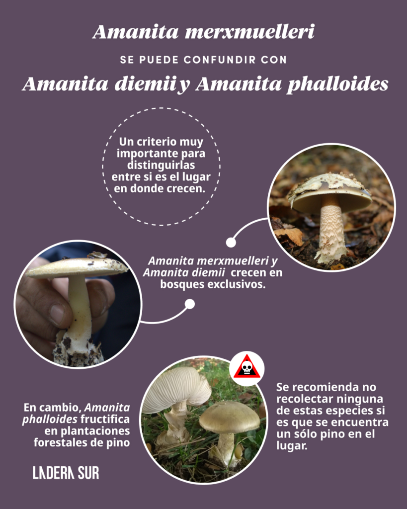 Guía práctica: ¿Cómo distinguirlos? Hongos comestibles fáciles de confundir con especies tóxicas