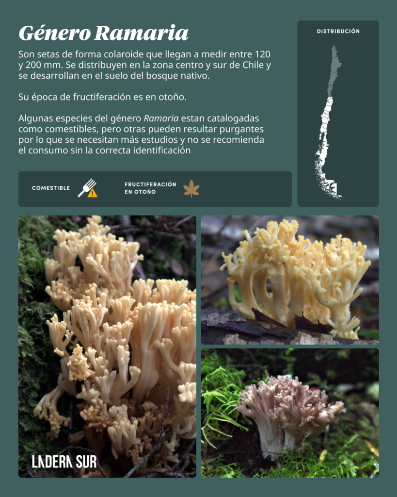 Guía práctica: ¿Cómo distinguirlos? Hongos comestibles fáciles de confundir con especies tóxicas