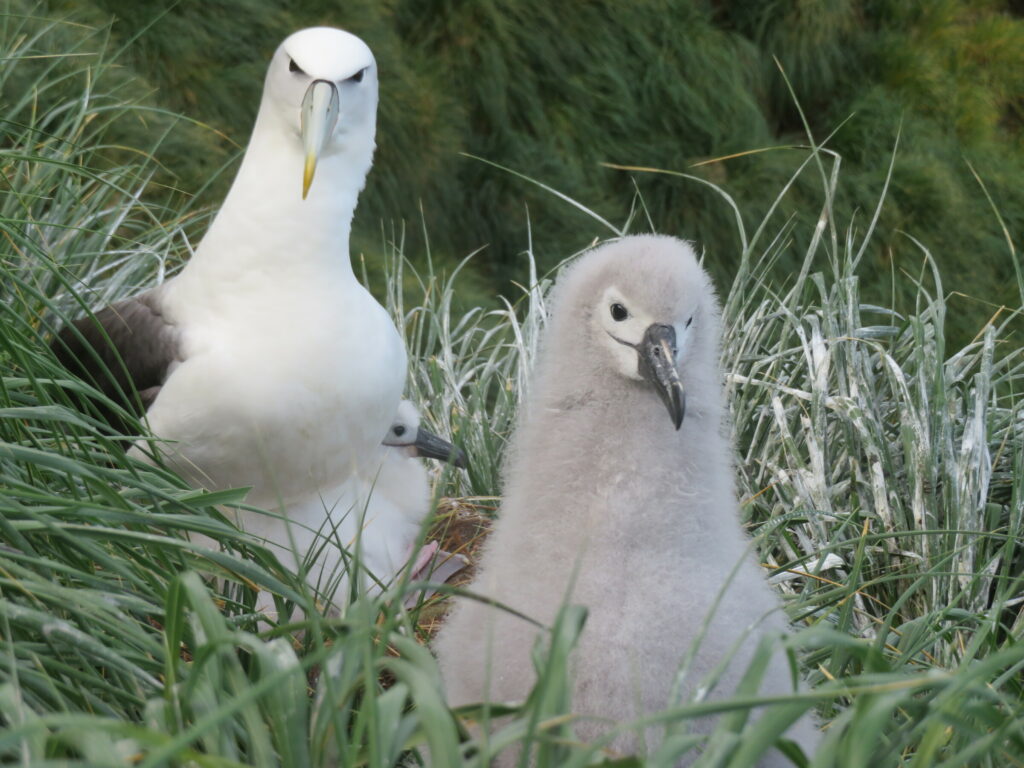 Albatros de frente blanca y su polluelo, junto a un polluelo de albatros de cabeza gris. Créditos: Cristóbal Anguita.