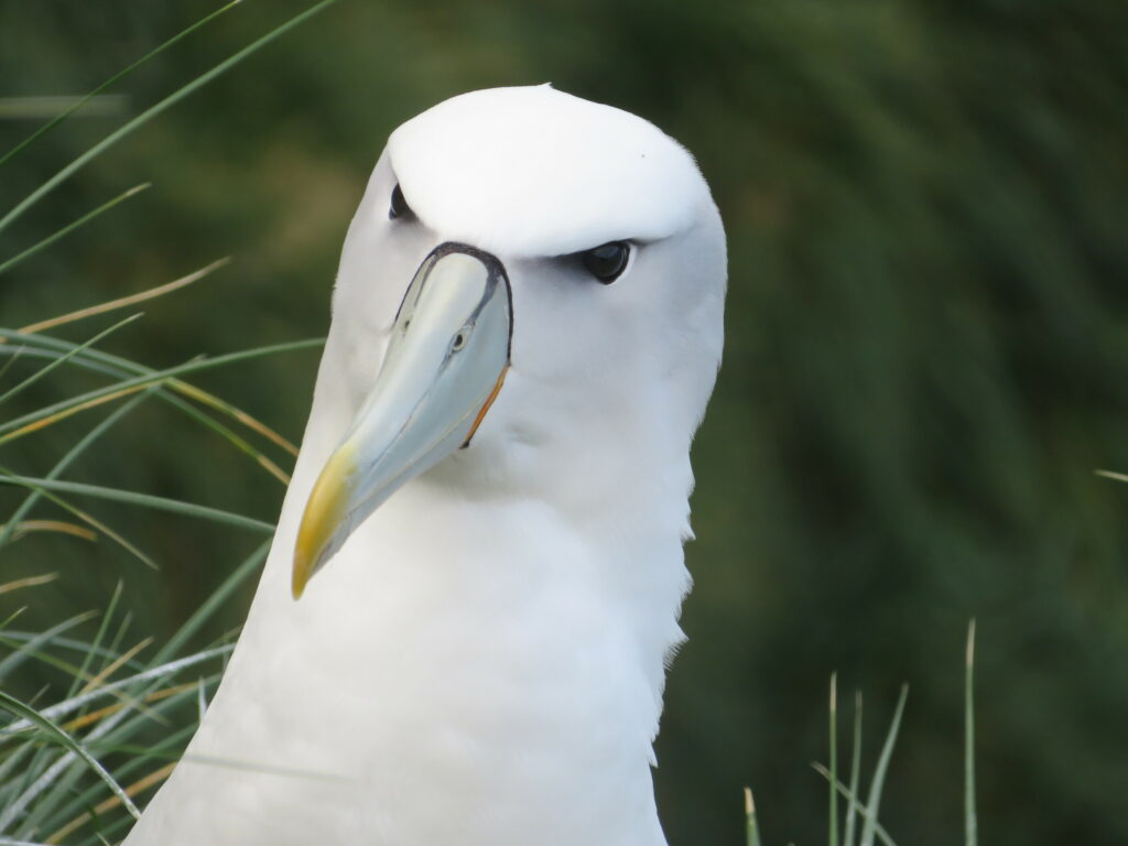 Adulto albatros frente blanca. Créditos: Carlos Garcés.