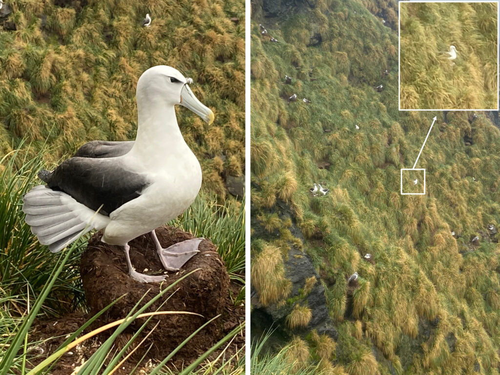 Adulto albatros frente blanca. Créditos: Carlos Garcés.