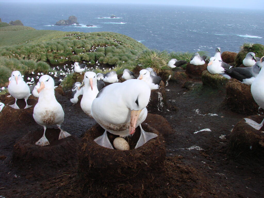 Albatros residentes comunes de las islas Diego Ramírez. Créditos: Cristián Suazo.