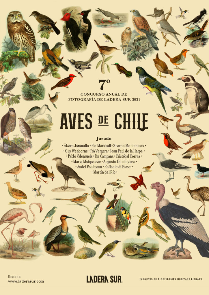 Afiche Concurso de Fotos 2021 “Aves de Chile” ($2.000)