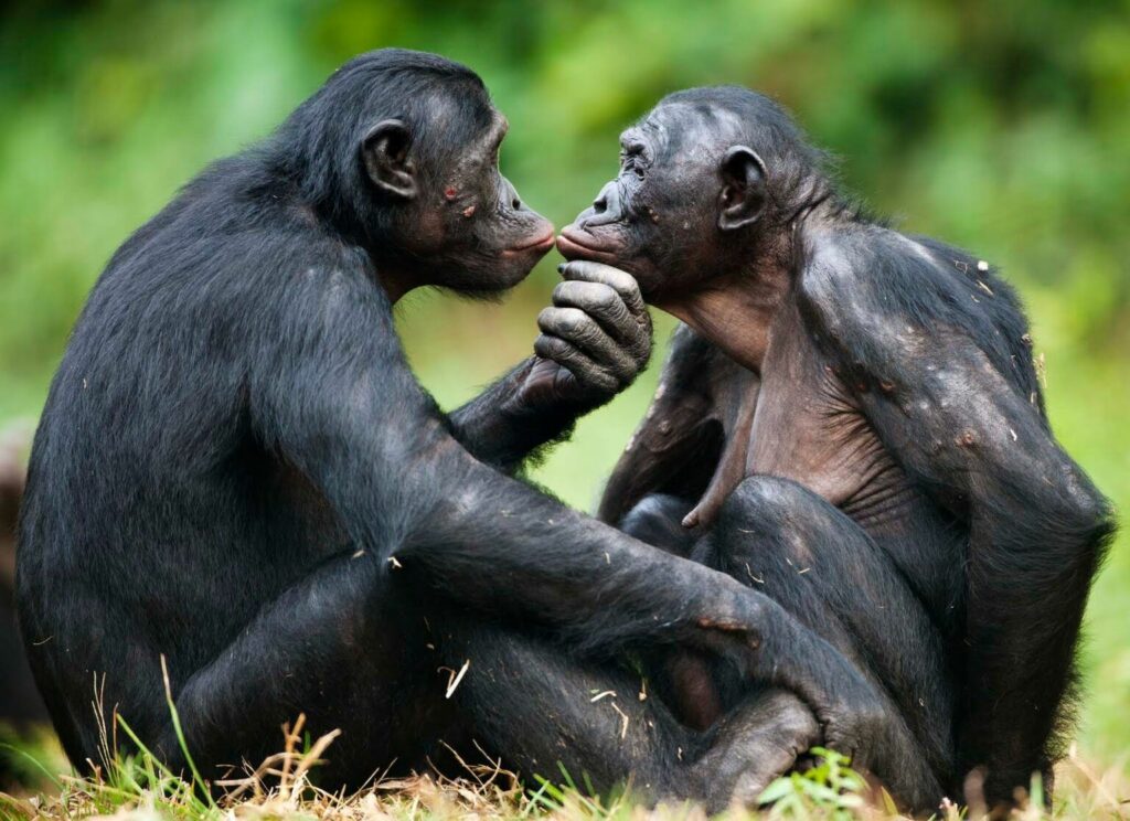 Bonobos besandose. Créditos: Jeff McCurry
