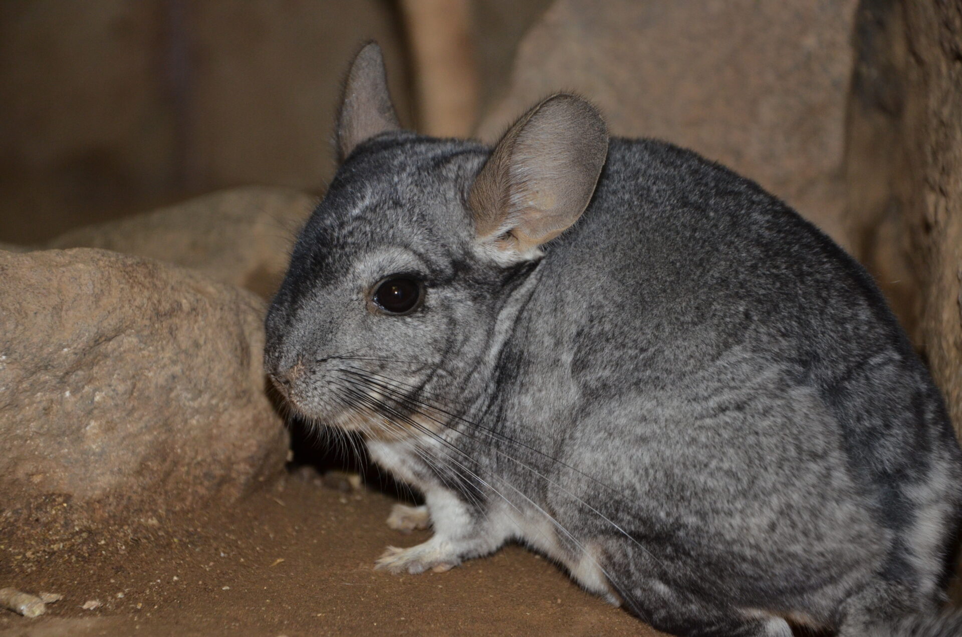 Las guardianas de los roqueríos: Descubriendo el desconocido mundo de las chinchillas de Chile y las amenazas que enfrentan