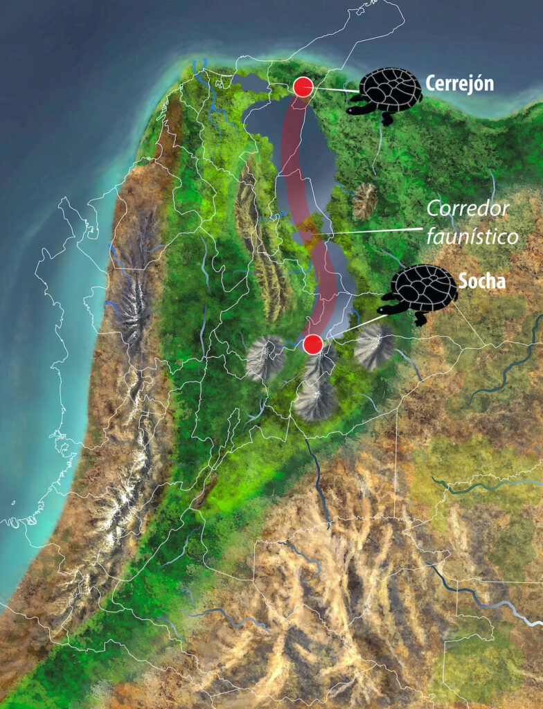 Reconstrucción de como lucía el norte de Sudamérica, lo que hoy es Colombia, hace 57 millones de años. Muestra montañas bajas y un sistema de lagos que generaba un corrector faunístico entre algunas partes, al norte Cerrejón y al centro Socha. Ilustración: Juan Giraldo.
