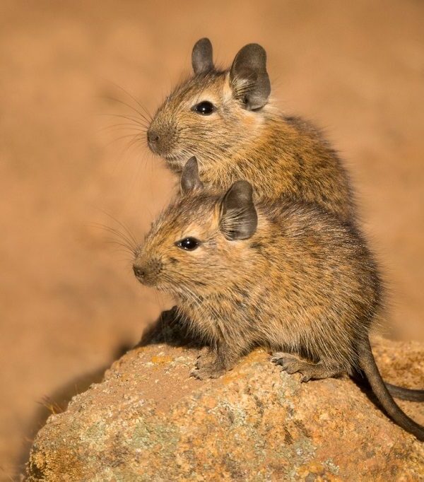 El desconocido mundo de los roedores nativos de Chile: grandes aliados de los ecosistemas