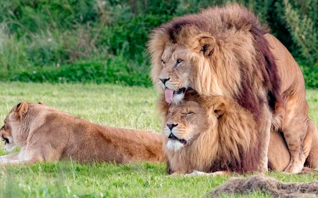 Dos leones machos practicando sexo. Créditos: Russ Bridges / Mercury Press