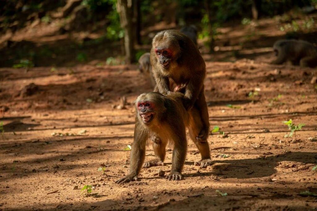 Dos machos de macaco rabón, en la reserva natural de Khao Krapook Khao. Créditos: ARUN ROISRI (GETTY IMAGES)