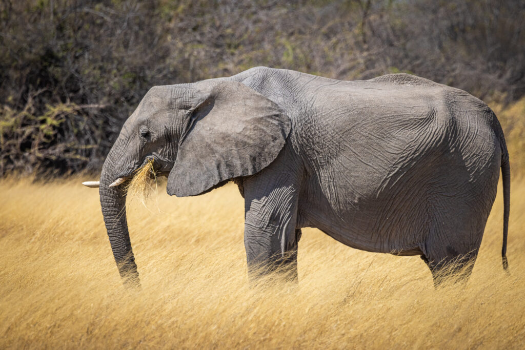 Elefante (Loxodonta africana). Créditos: © Tristan Scholze.