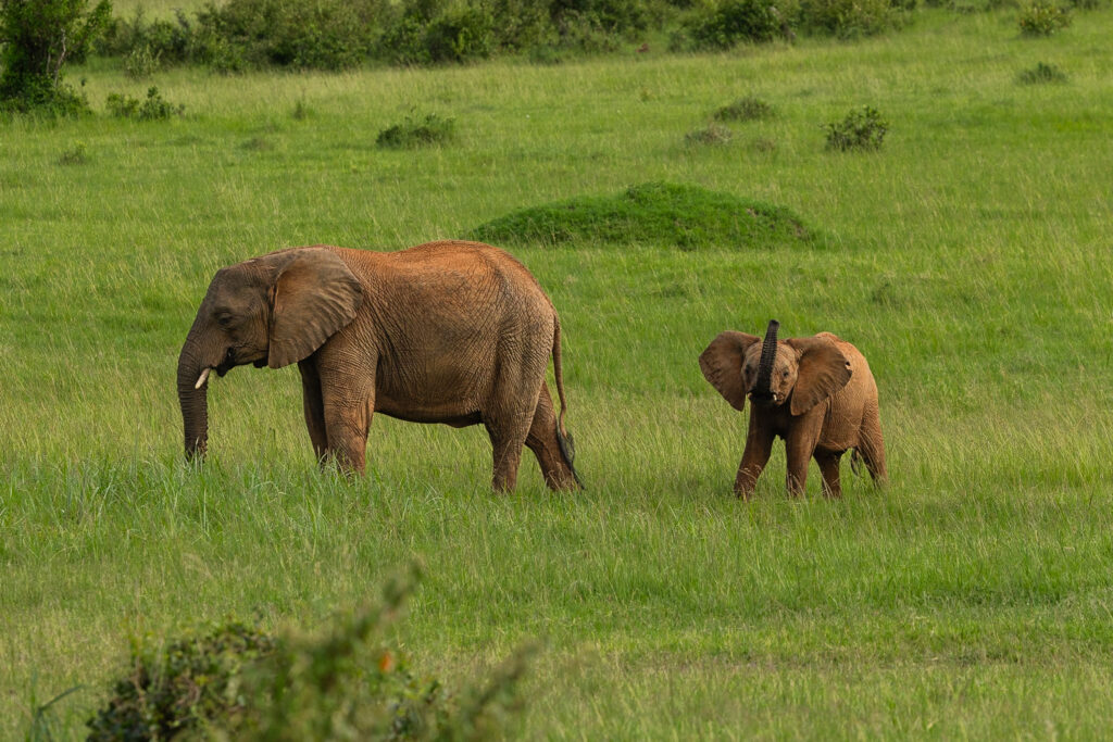 Un elefante y una cría (Loxodonta africana). Créditos: © billyschofield.