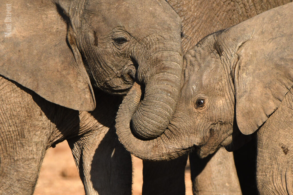 Elefante y una cría entrelazando sus trompas. Créditos: © Marie Delport.