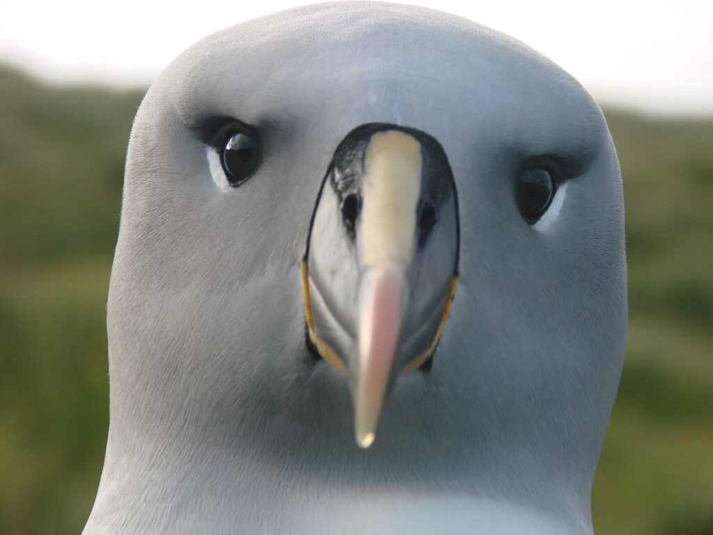 Albatros de cabeza gris. Créditos: Cristián G. Suazo.