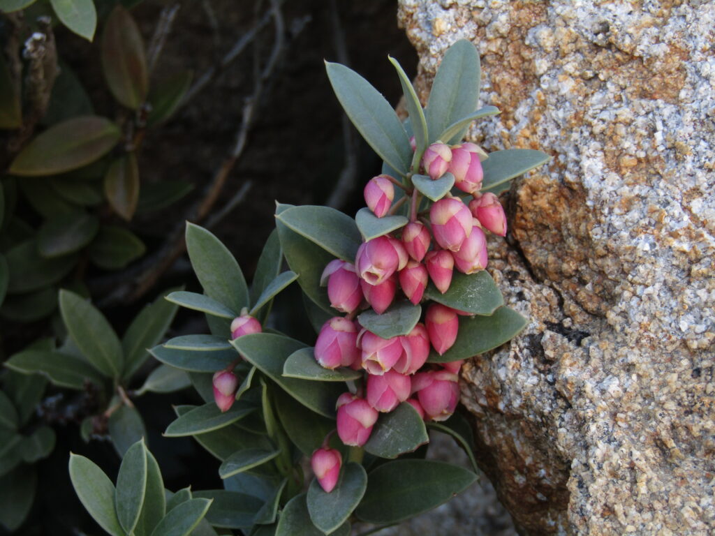 Berberidopsis granitica (En Peligro Crítico). Créditos: ©Alejandro Villarroel