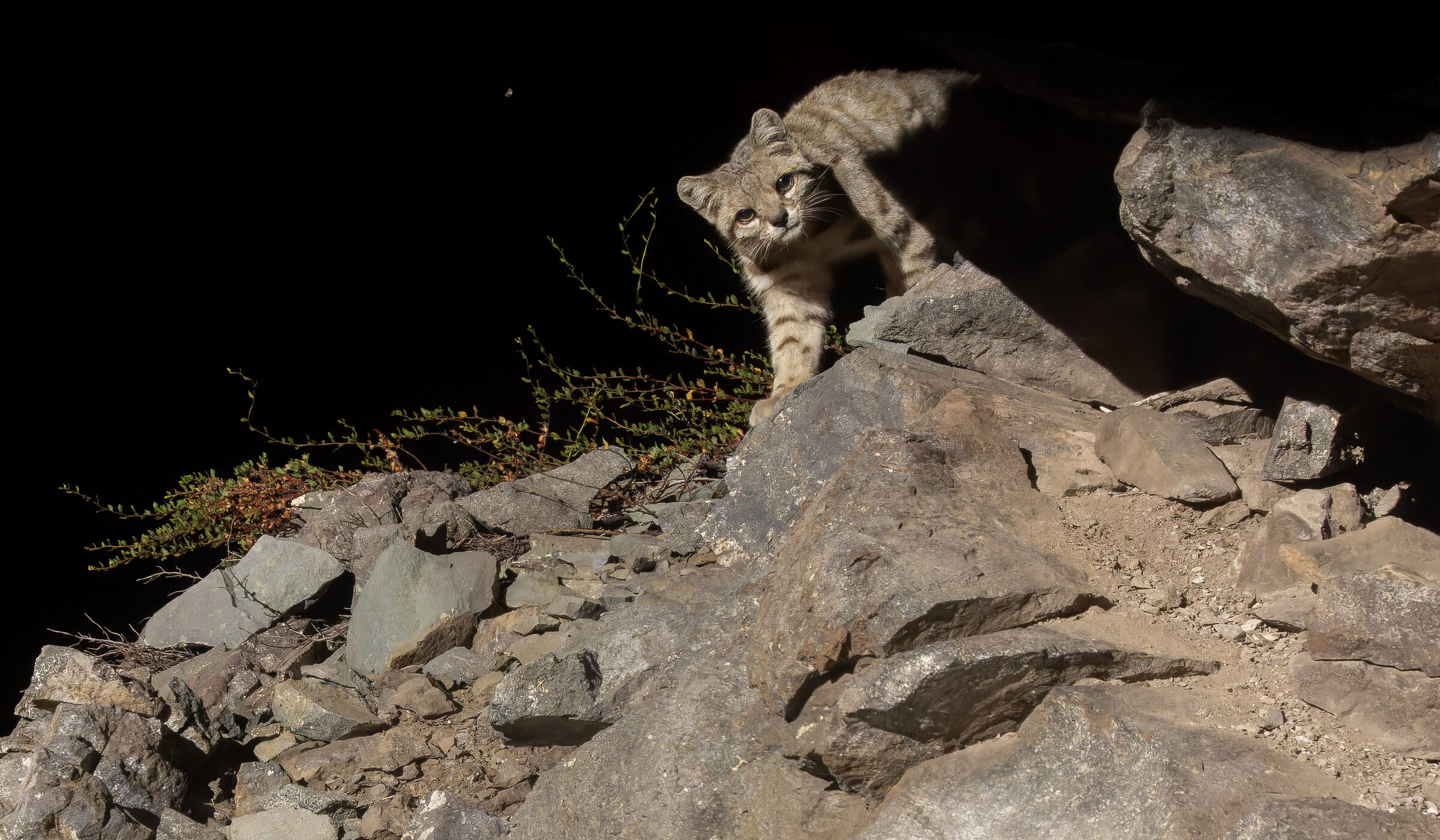 Los animales sagrados en los Andes centrales
