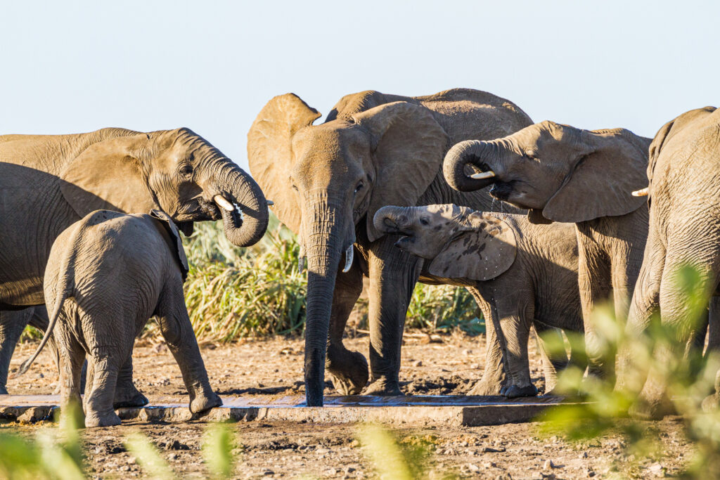 Grupo de elefantes (Loxodonta africana). Créditos: © Tristan Scholze.
