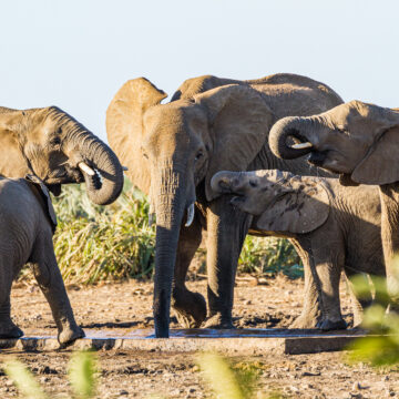 Investigación en Kenia revela que elefantes se llaman con nombres propios entre ellos