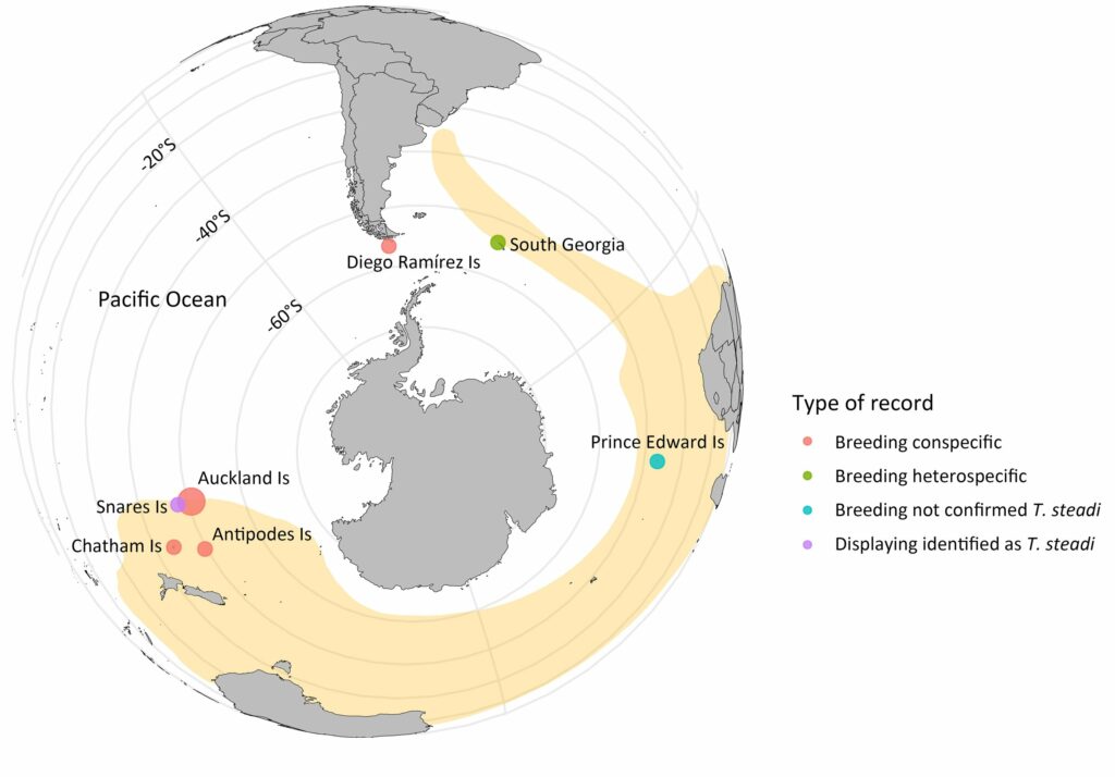 Mapa de la distribución de albatros de frente blanca con nueva presencia en islas Diego Ramírez.