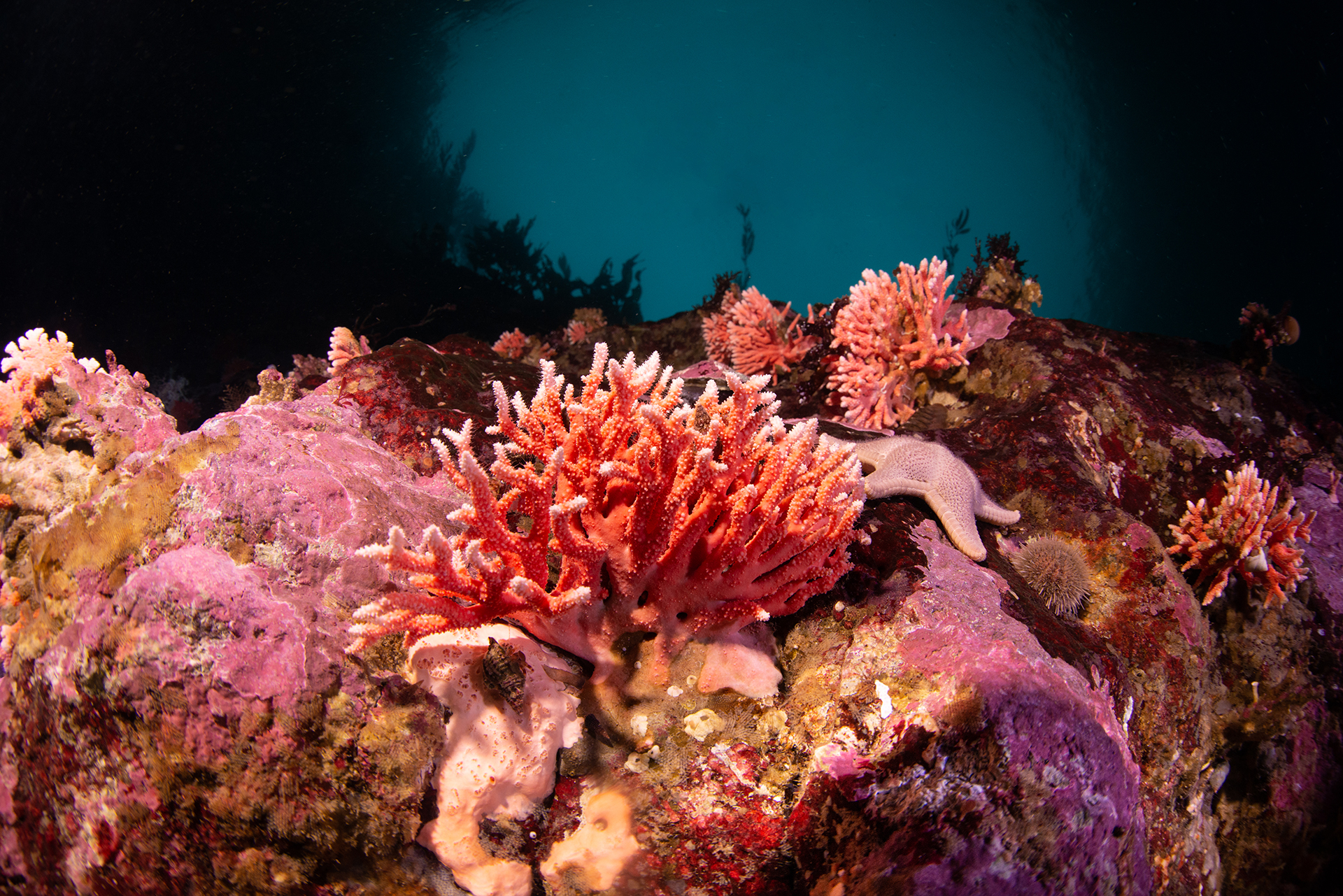 ¡Se aproxima el día de los océanos!: descubren el hidrocoral rojo más austral del mundo en Chile