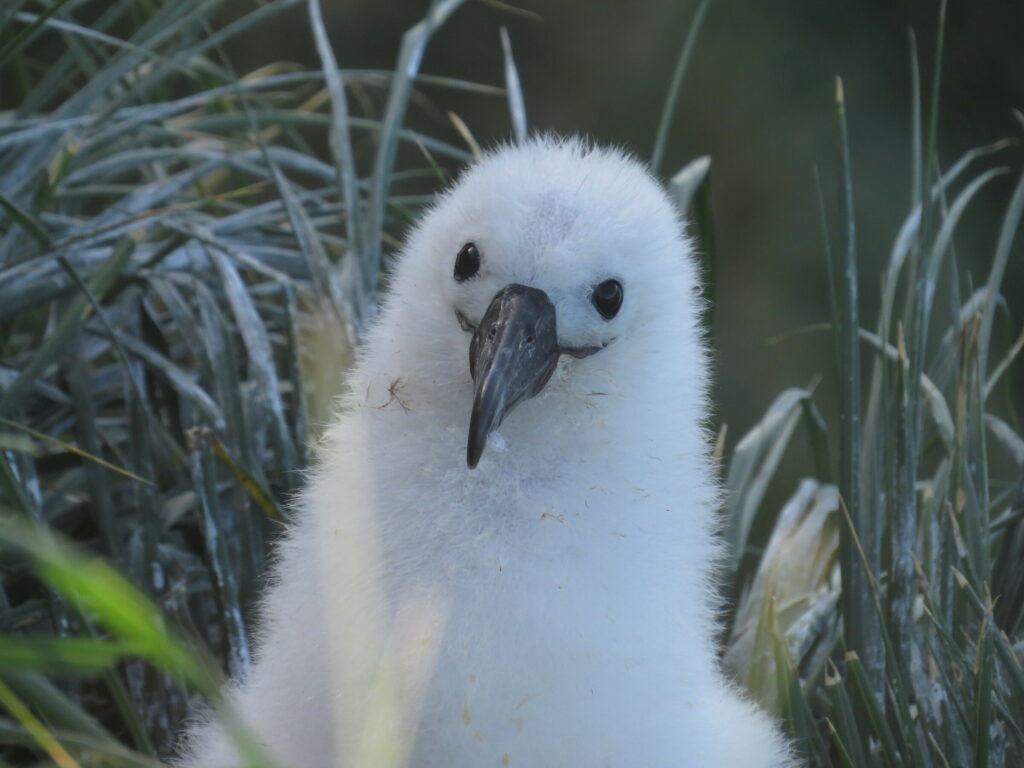 Polluelo de albatros de frente blanca. Créditos: Carlos Garcés.