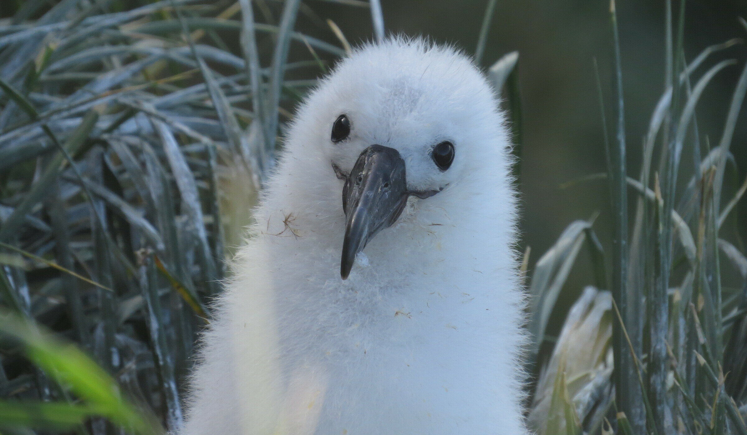 Son originarios de Nueva Zelanda: Detectan por primera vez nido de albatros de frente blanca en Chile
