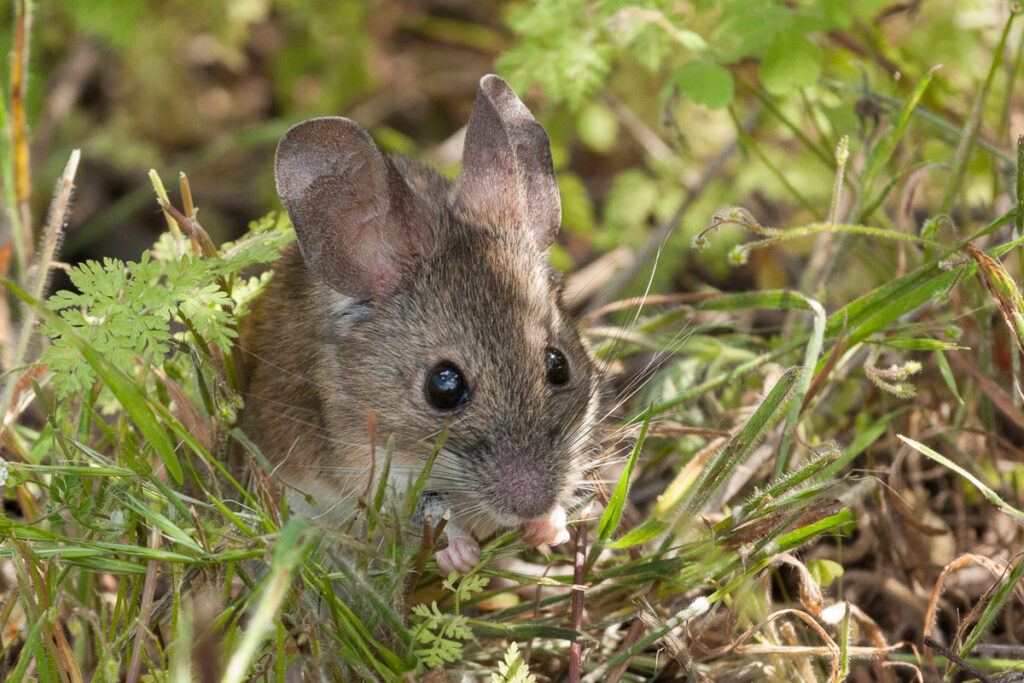 Ratón Orejudo de Darwin (Phyllotis darwini). Créditos: ©Ariel Cabrera Foix