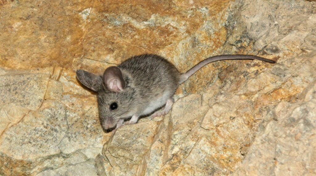 Ratón Orejudo de Darwin (Phyllotis darwini). Créditos: ©Theo Fiedler