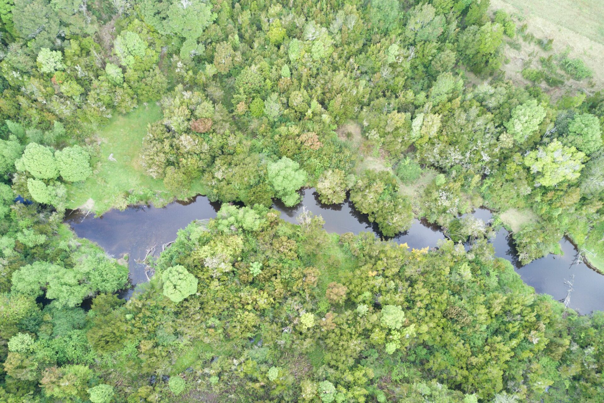 El bosque donde cada árbol tiene historia: Diez años siguiendo la vida secreta de un tepual antiguo de Chiloé
