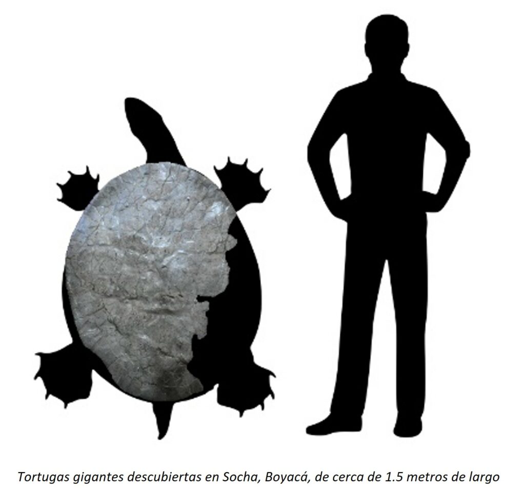 Dimensiones de los fósiles de tortugas gigantes. Imagen: Cortesía de Universidad del Rosario