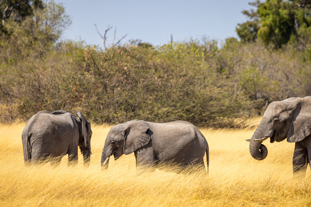 Tres elefantes (Loxodonta africana). Créditos: © Tristan Scholze.