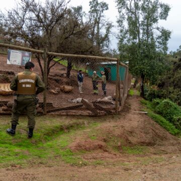 Ataque de perros asilvestrados: 23 ciervos y 2 pavos reales murieron en zoológico EcoParque de Quilpué