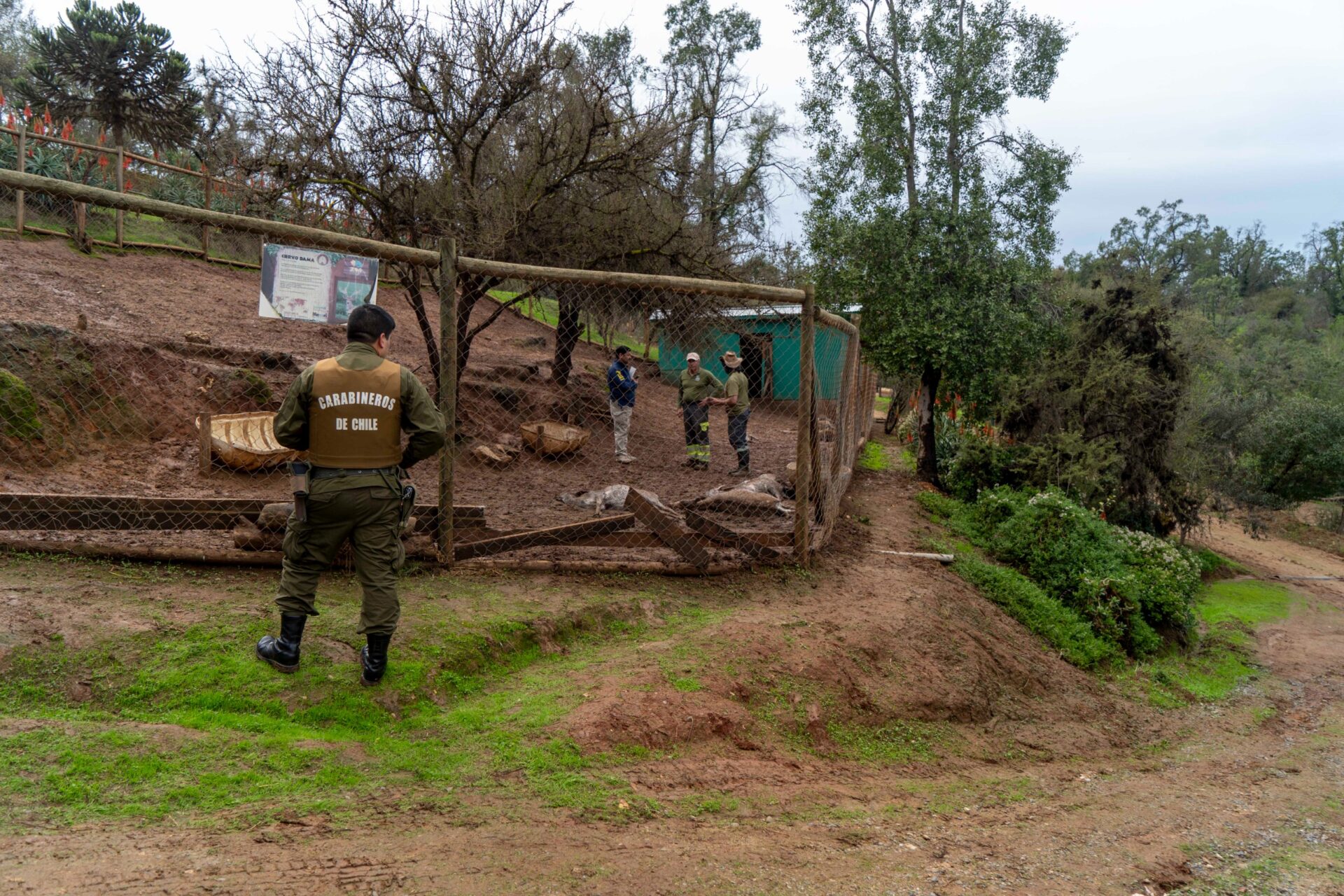 Ataque de perros asilvestrados: 23 ciervos y 2 pavos reales murieron en zoológico EcoParque de Quilpué