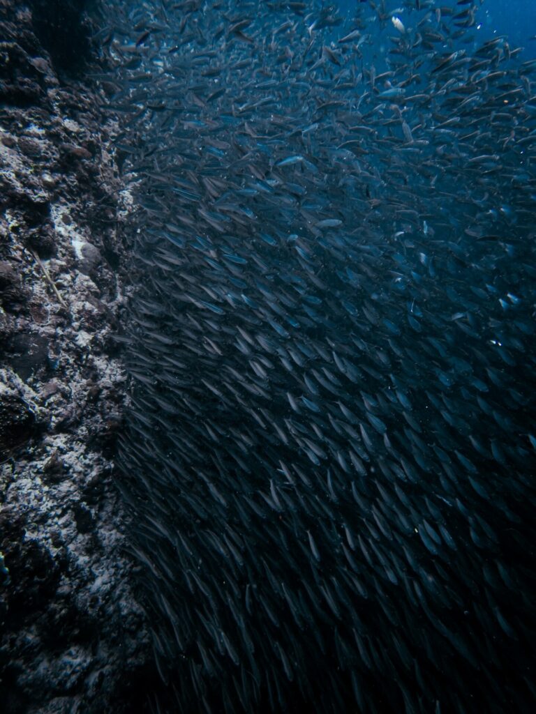 Moalboal. Cardúmenes de sardinas. Créditos Cristian Morales