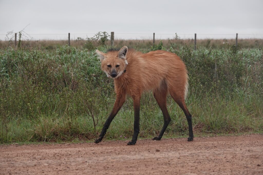 Créditos: Augusto Distel / Rewilding Argentina.