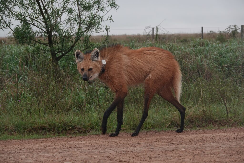 Créditos: Augusto Distel / Rewilding Argentina.