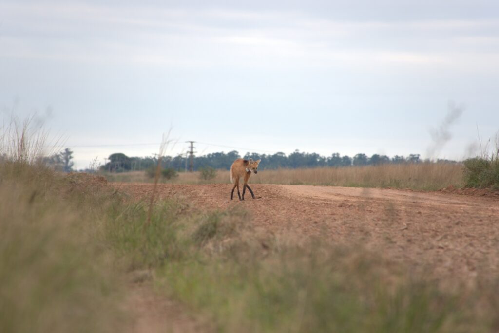 Créditos: Augusto Distel / Rewilding Argentina.