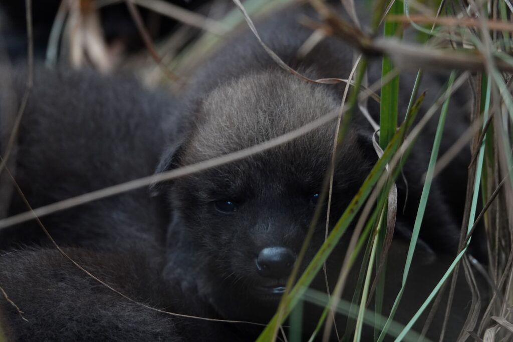 Créditos: Augusto Distel / Rewilding Argentina.