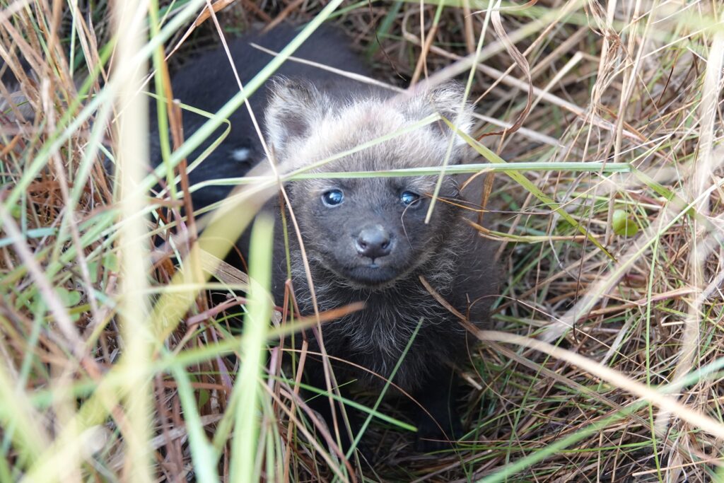 Créditos: Augusto Distel / Rewilding Argentina.