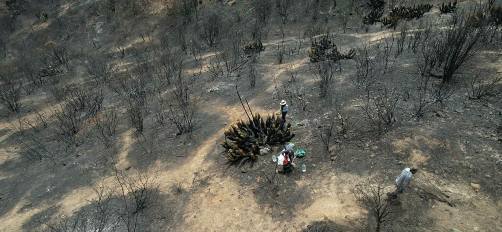 Jardín botánico tras los incendios en febrero. Créditos Andrés Charrier.