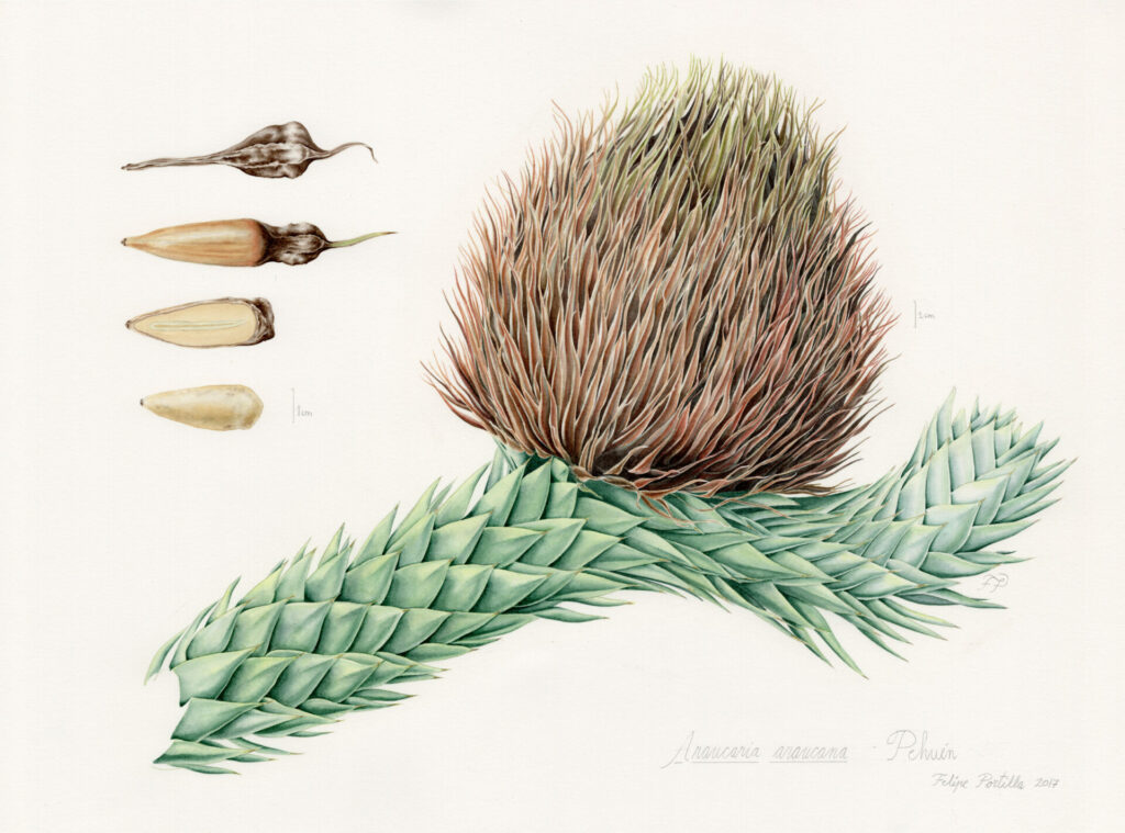 Araucaria araucana - Felipe Portilla.