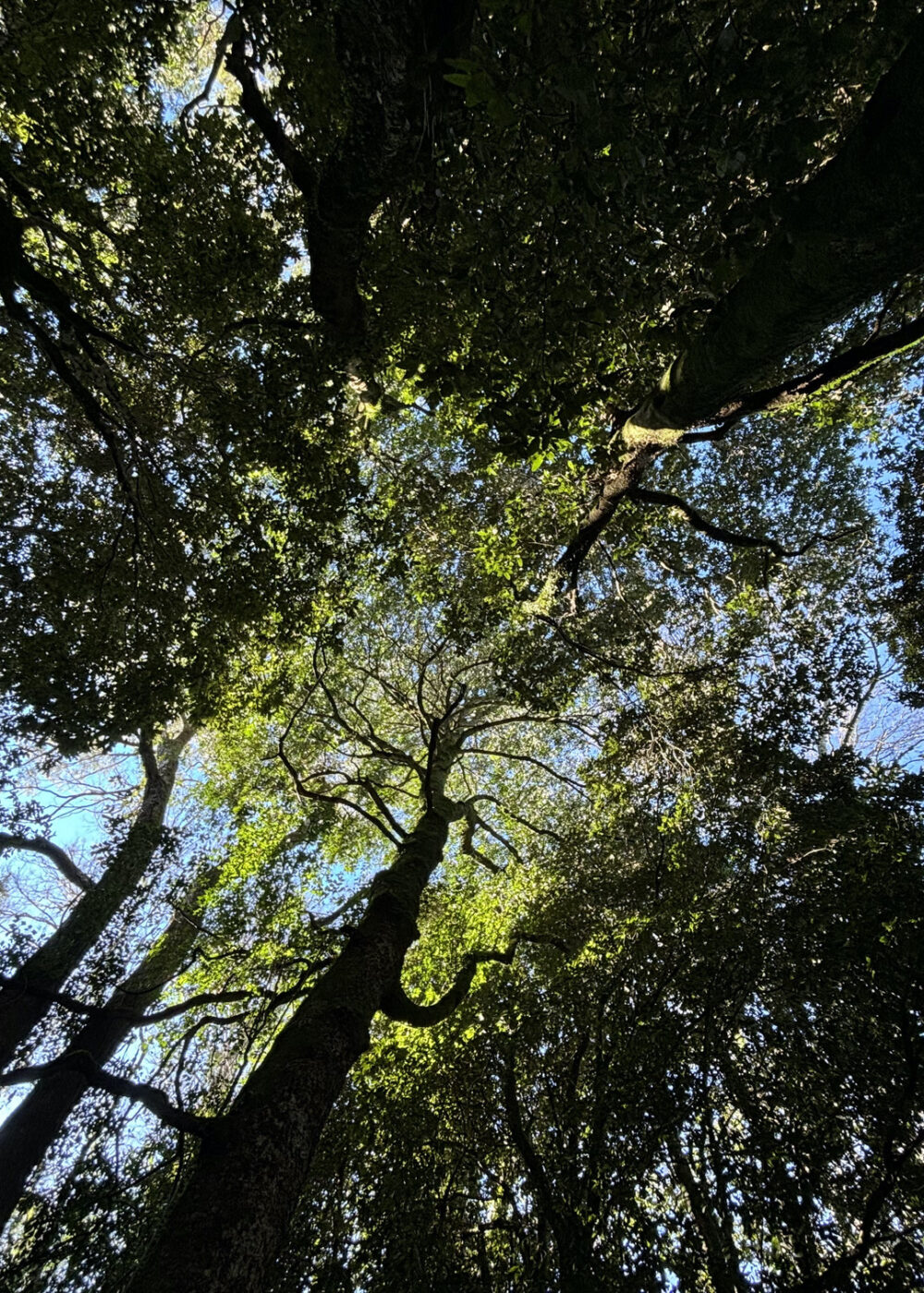 Nace Bosqueentrama, un observatorio de bosques y políticas forestales