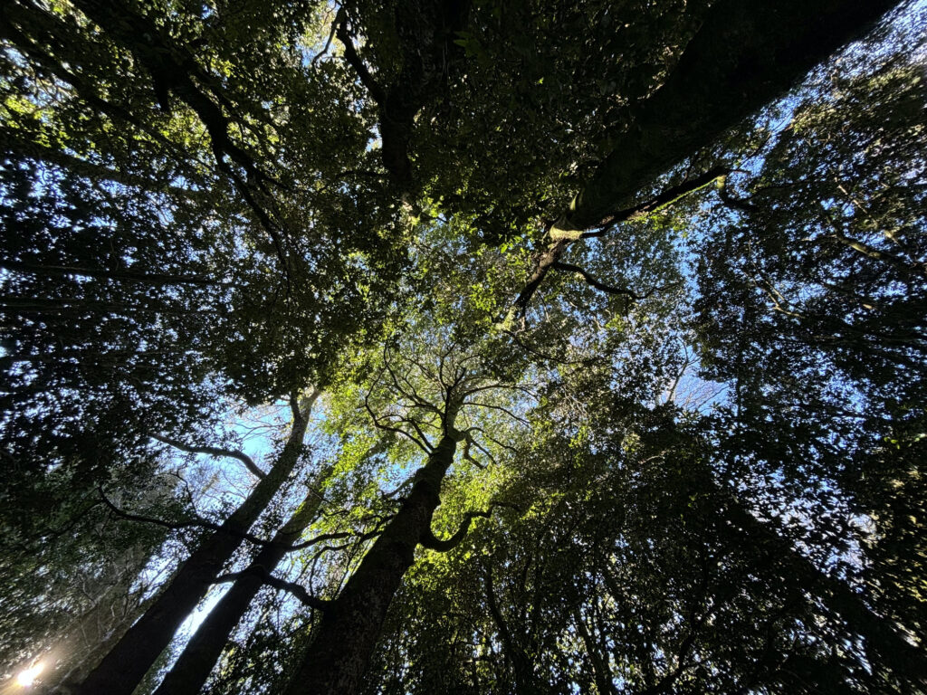 Bosques chilenos. Créditos: Agrupación de Ingenieros Forestales por el Bosque Nativo (AIFBN)