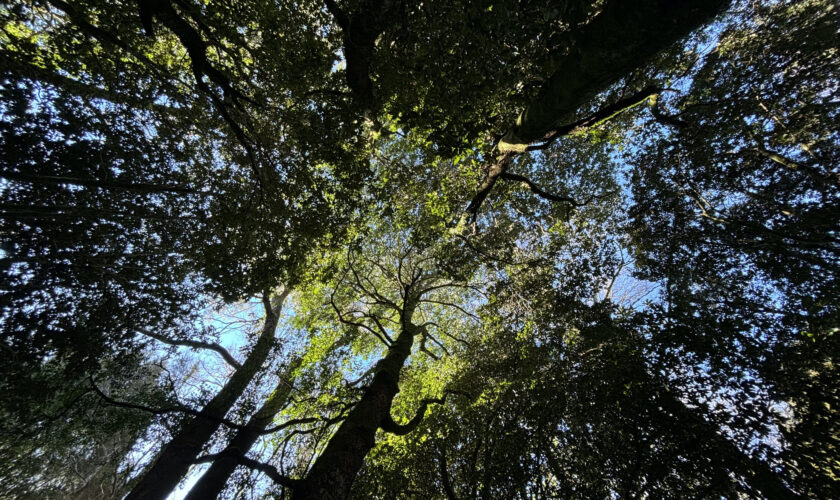 Nace Bosqueentrama, un observatorio de bosques y políticas forestales