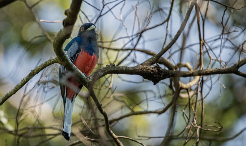 Conociendo El Puente Verde, el nuevo paraíso de la conservación para Aves Argentinas