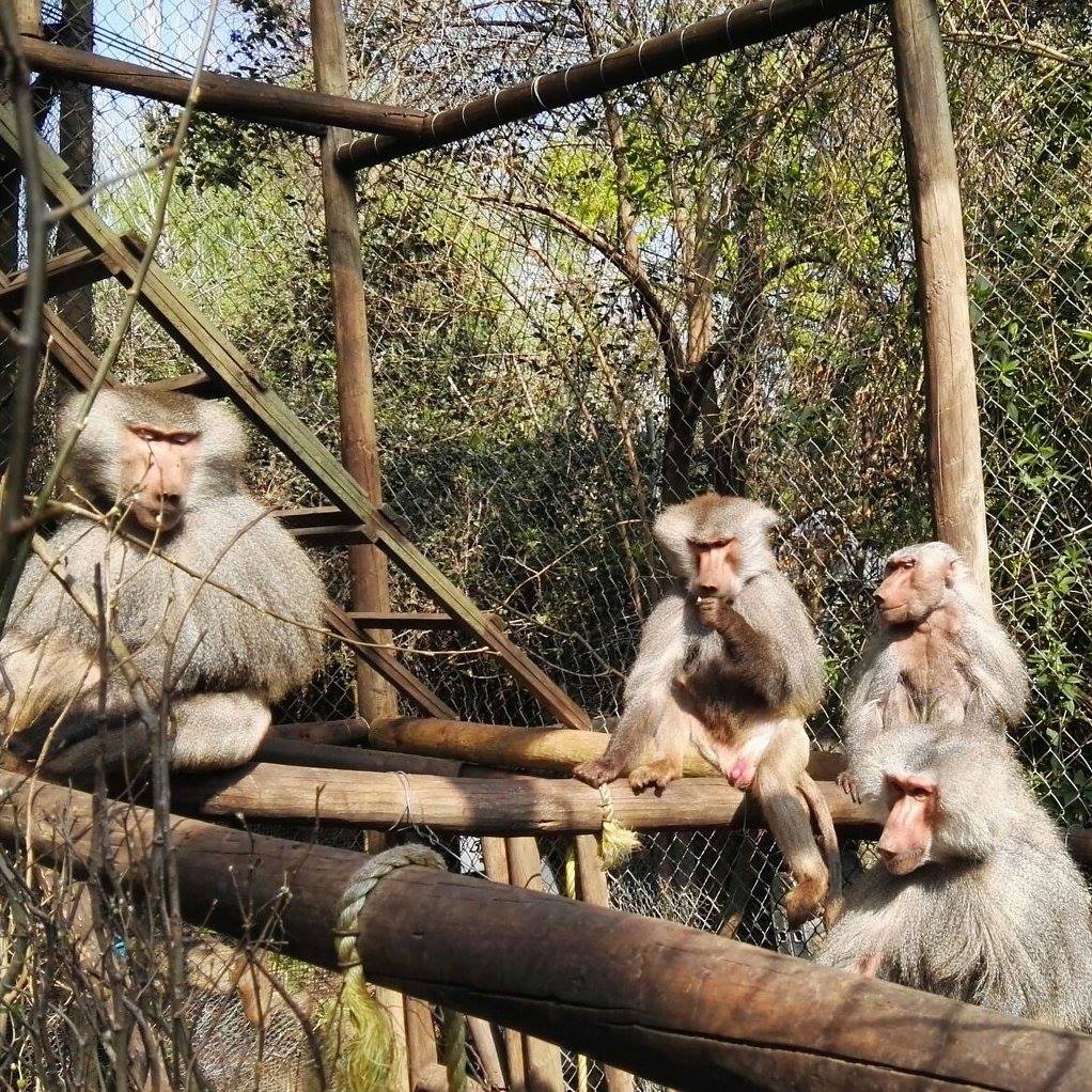 30 años del Centro de Primates de Peñaflor: ¿Cómo llegó a formarse un lugar así en Santiago de Chile?