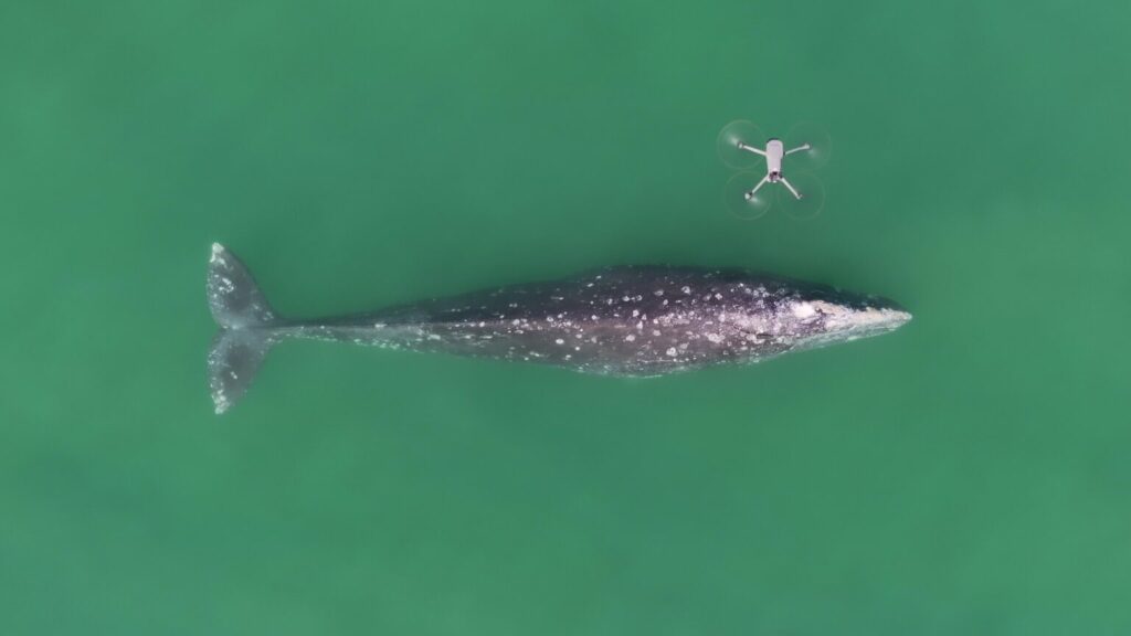 Ballena gris (Eschrichtius robustus) avistada en la Laguna San Ignacio, Baja California Sur. Foto: Fabián Rodríguez / GWRM-PRIMMA-UABCS