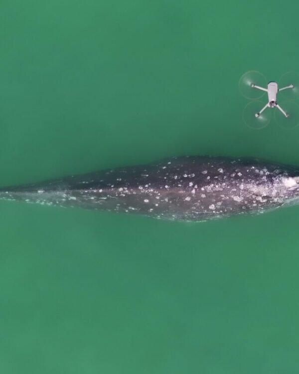 Captan las primeras imágenes aéreas de la vaquita marina en vida silvestre